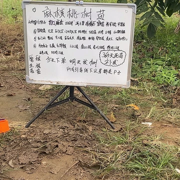 当前无花栽培后可以开花?***佑补发麻核桃绿植树苗