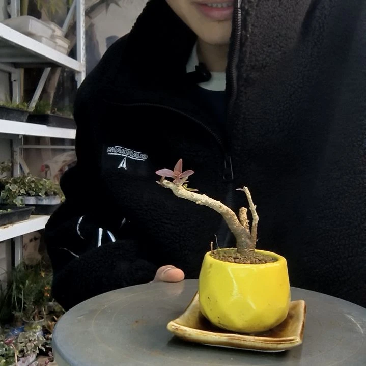 嗯*小盆景小植物一物一拍5