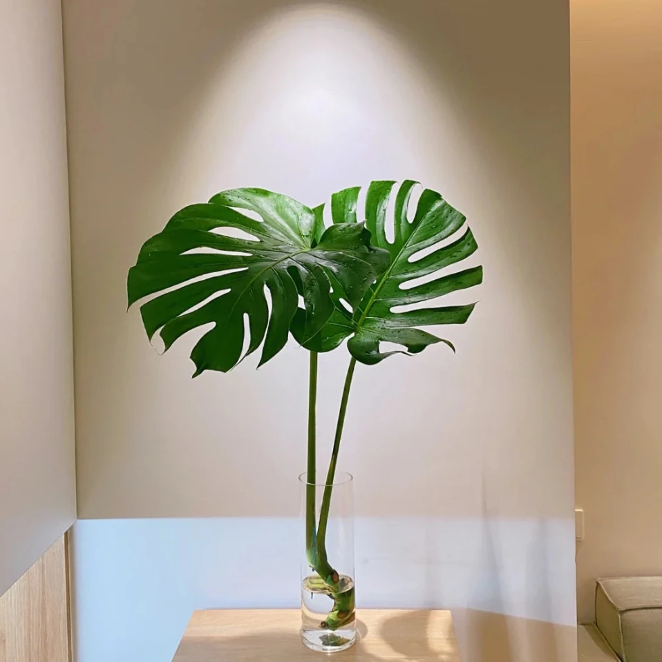 巨无霸水培老桩龟背竹大叶开背室内水培观叶绿植种植特大生长好看