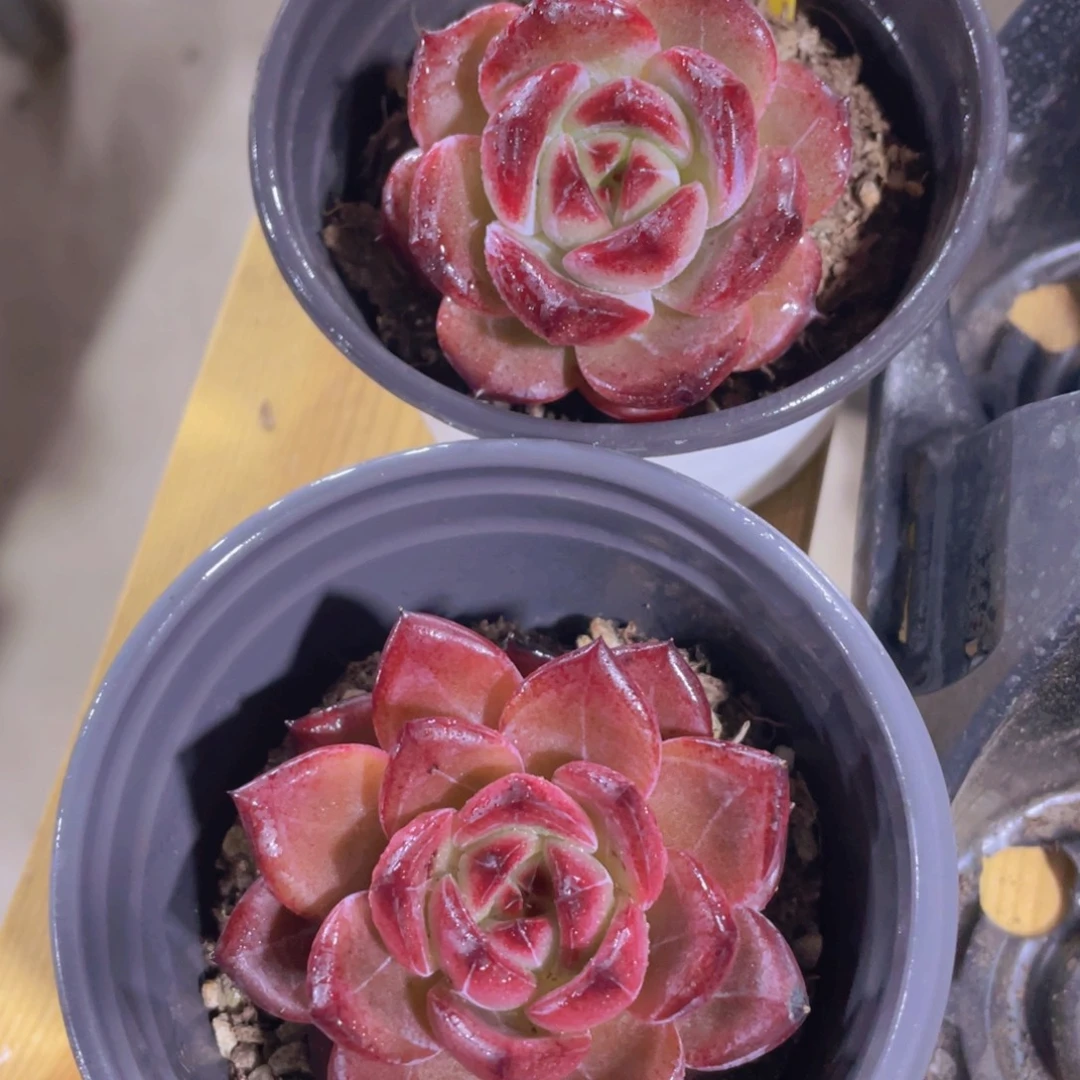 43号 宽叶全状态夜魔侠单头两个