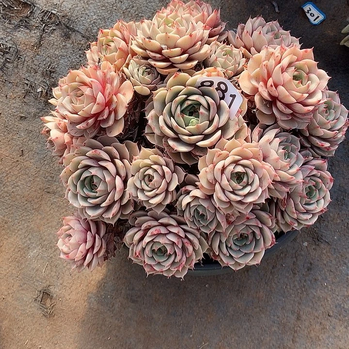 881笨巴蒂斯一物一拍多肉