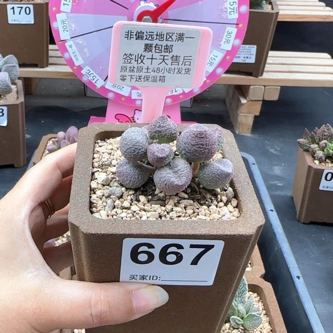 667水蜜桃多肉植物