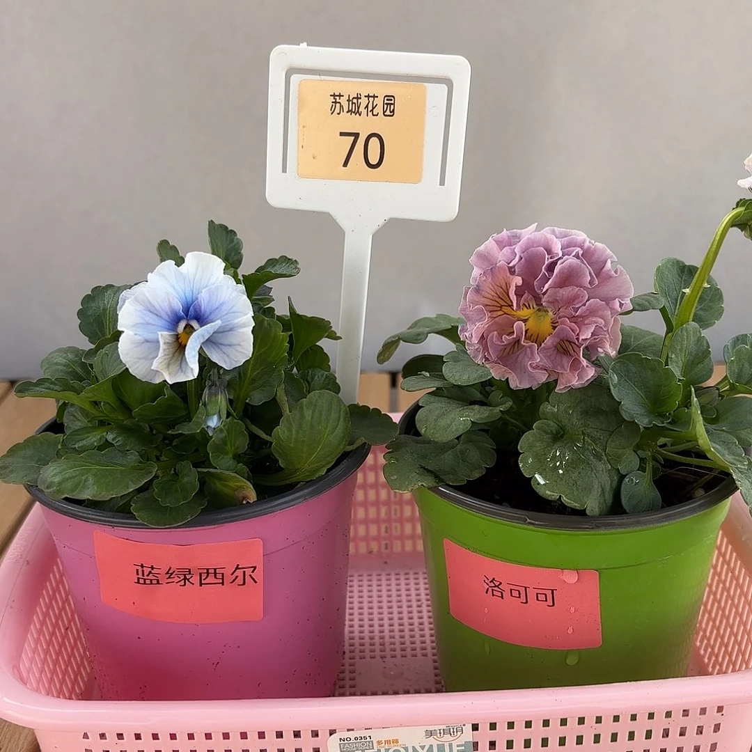 大部分开放少量花苞70