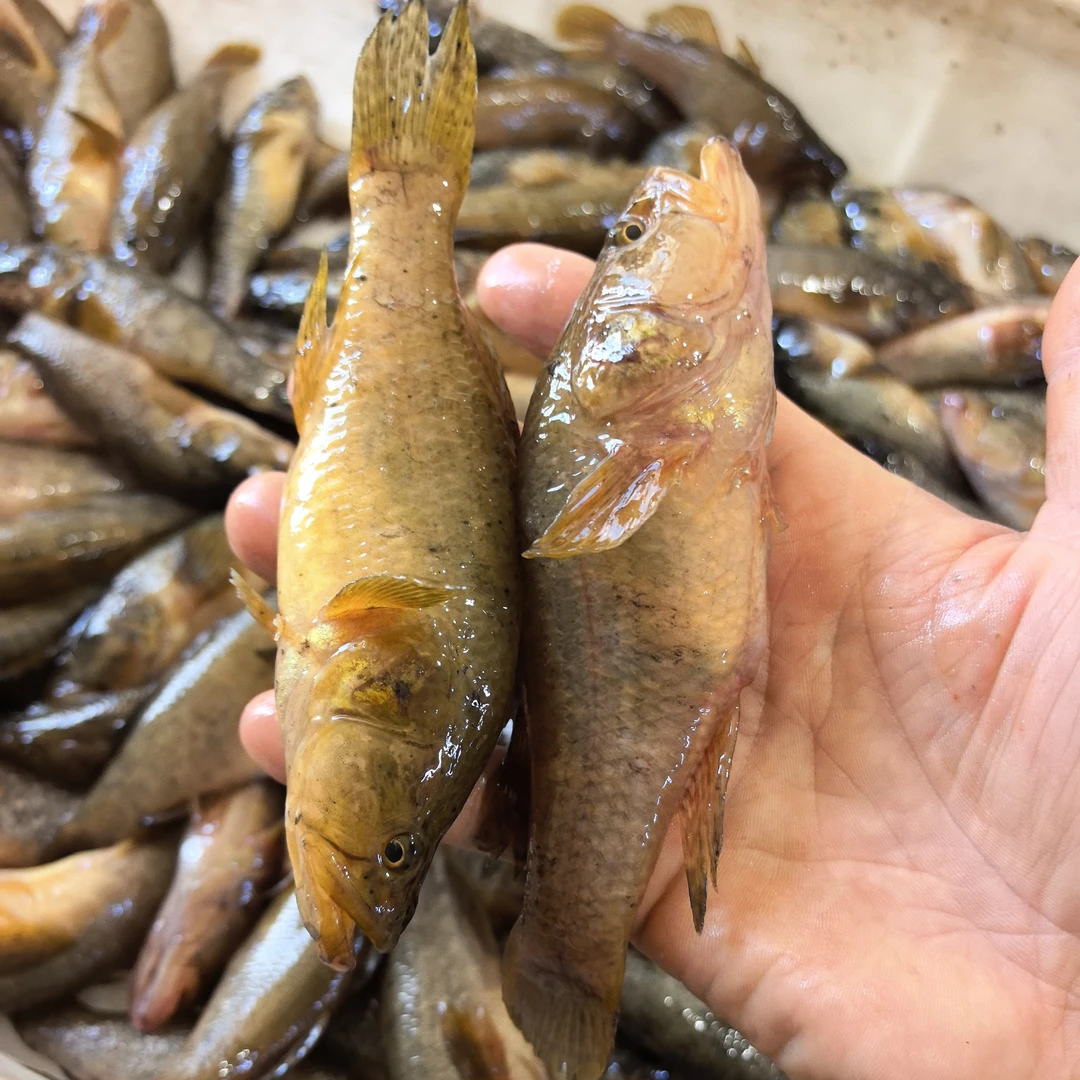 （鱼鳞会氧化变黑，介意勿拍）东北大老头鱼3斤