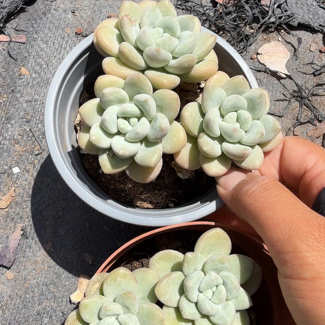 特价泡泡糖多肉植物