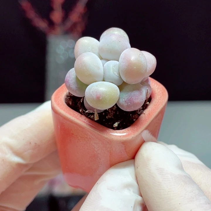 汤圆样品1颗粉色盆