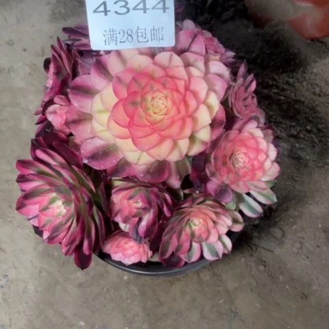 荔枝多肉的4344多肉多肉