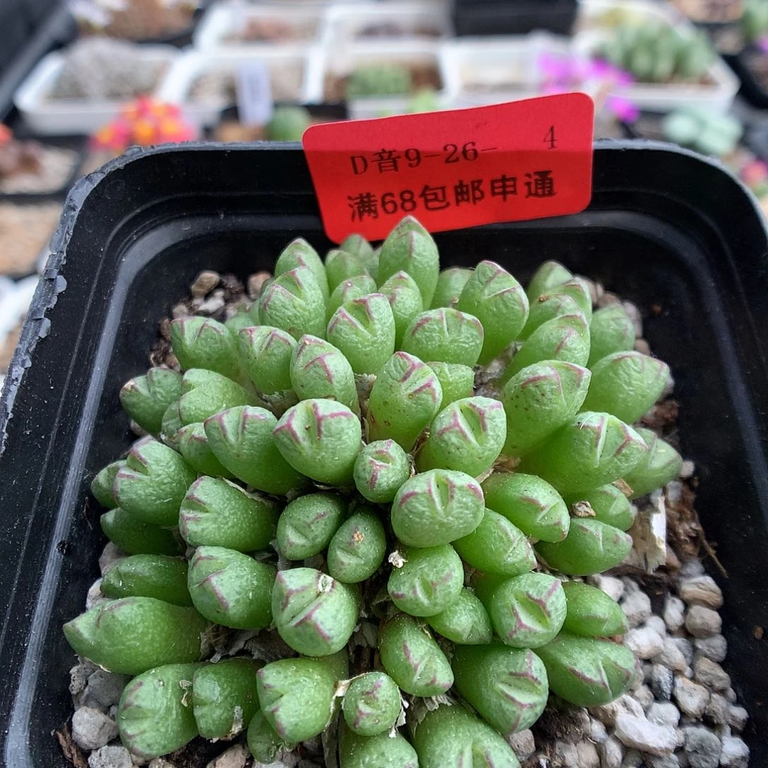 9-26-4 小L红嘴一群