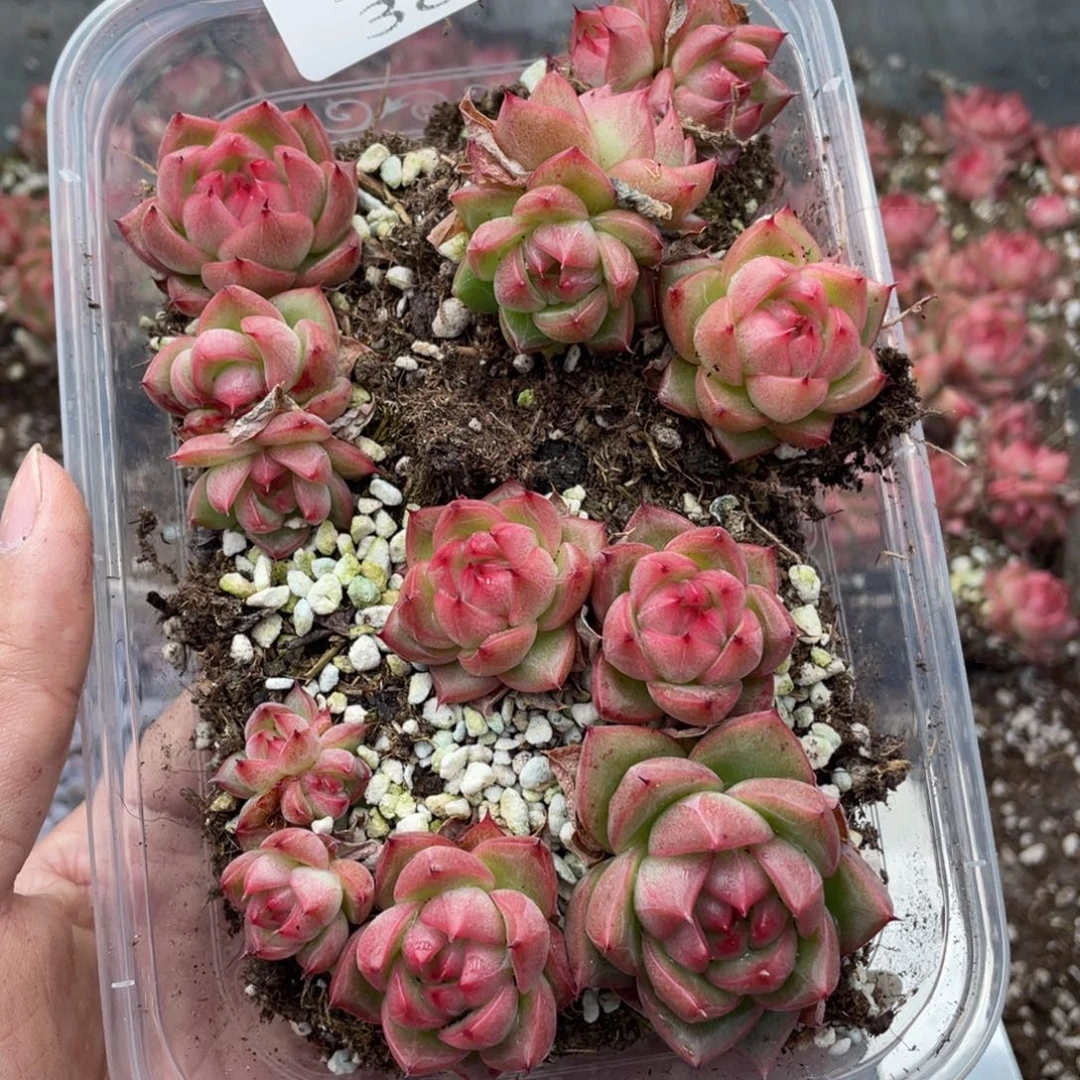 云糖心多肉植物384