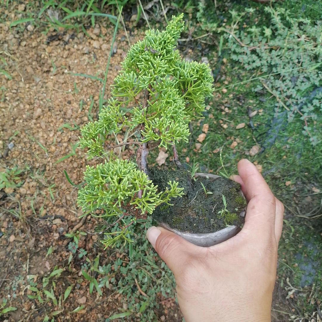 神奇九死还魂草卷柏见水还阳可作微型造景的绿植盆景盆栽