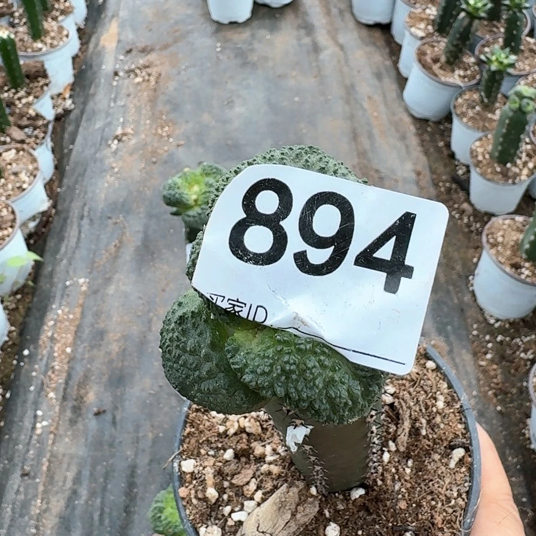 【闪购商品】无花朵z****n大尤哥斯拉894