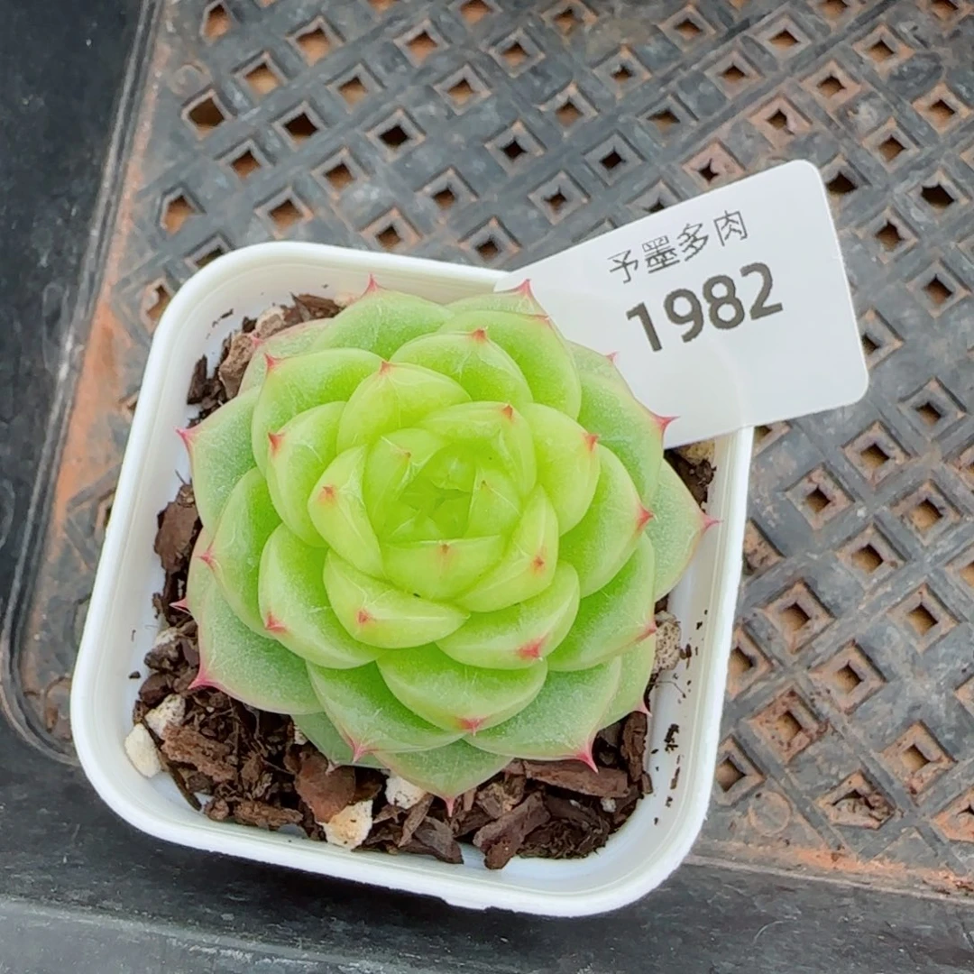 杜若珍妮，1982多肉植物