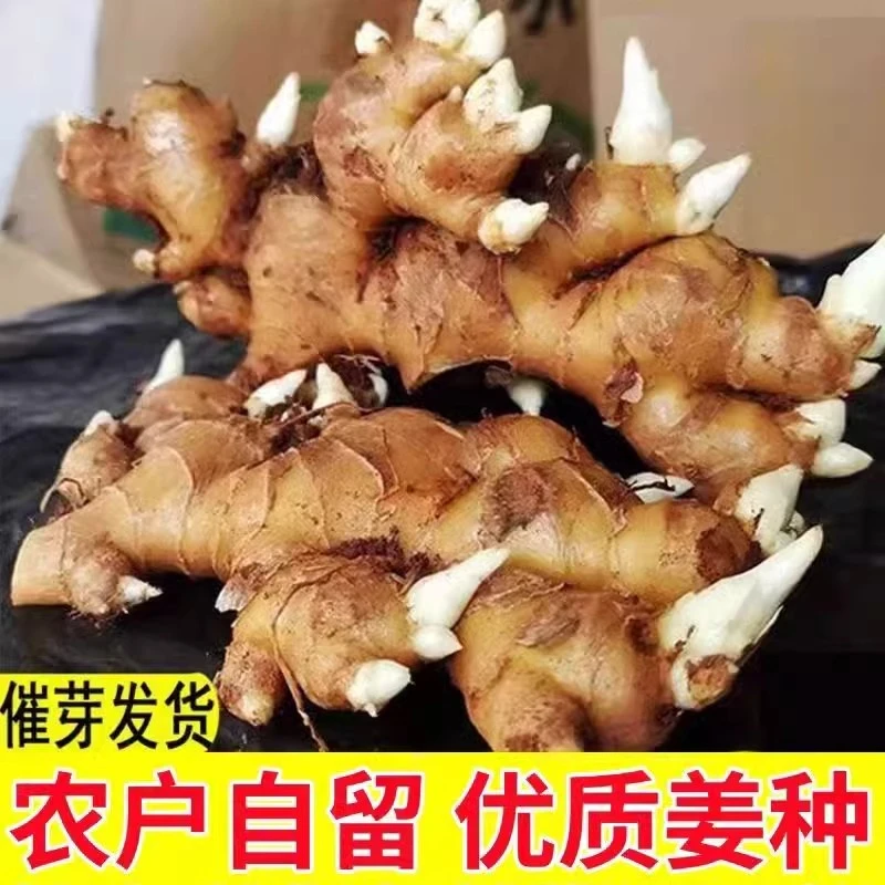 生姜种子姜种带芽四川仔姜嫩姜种籽生姜种植苗老姜子姜芽大肉姜种苗新鲜