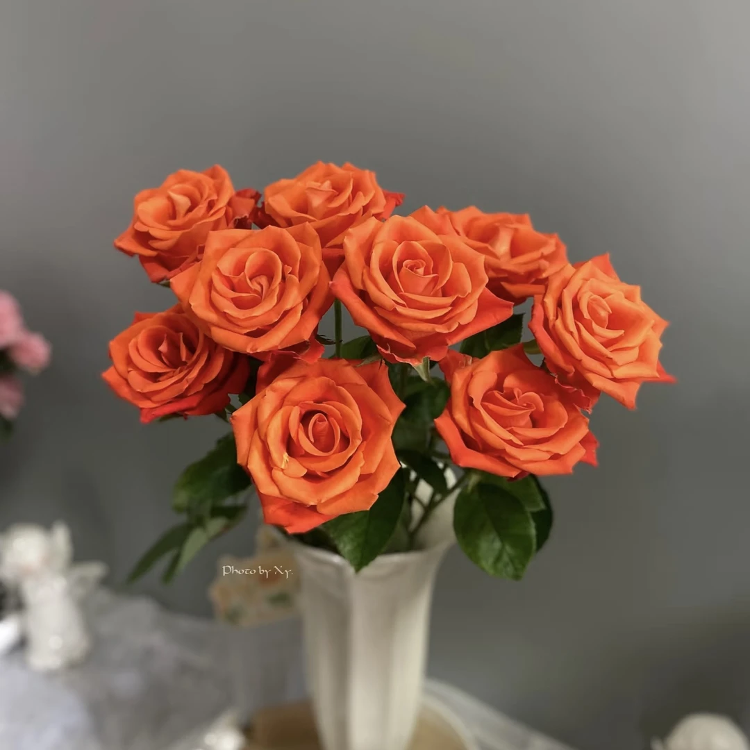 10枝金色交响单头玫瑰【两单顺丰冷链或京东空运】云南家用鲜花直发