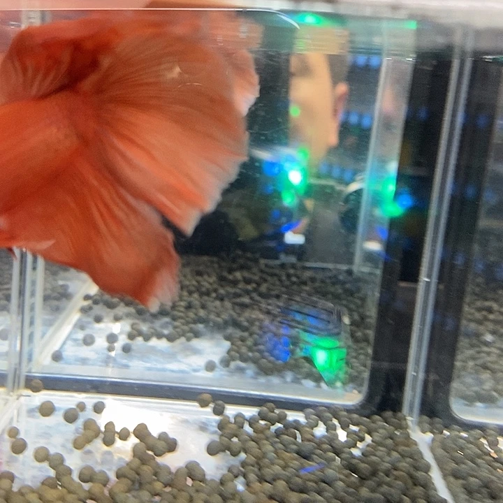 斗鱼黑181号巨斗半月