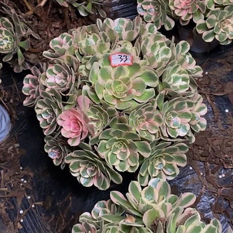 布加迪老桩捧花33号