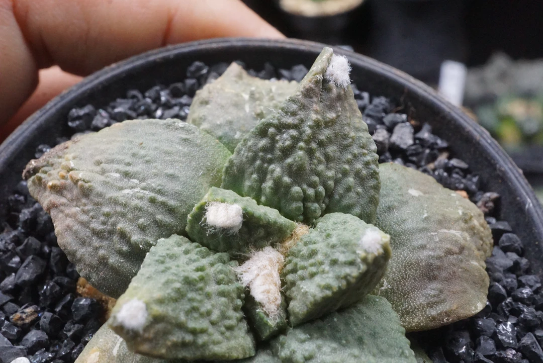 锁石多肉145号自根龙牙怒涛牡丹5.8公分