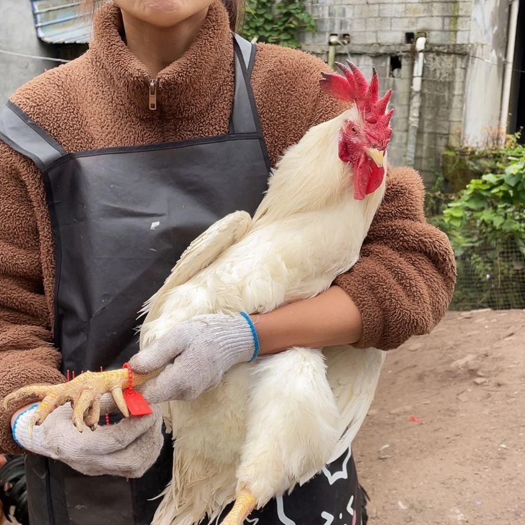 211111111中国大陆包装137号宰杀