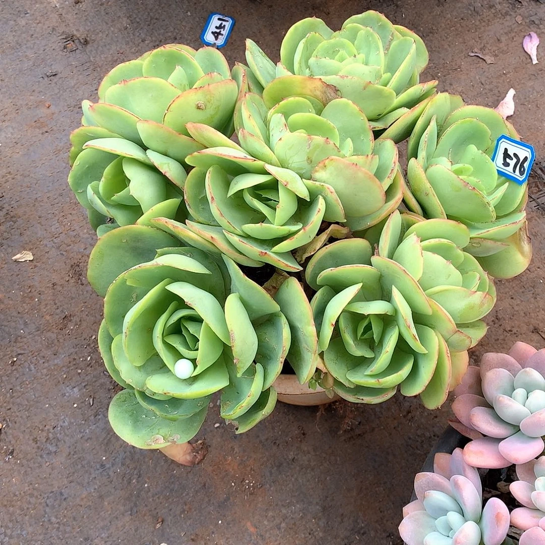 576碧桃 一物一拍多肉