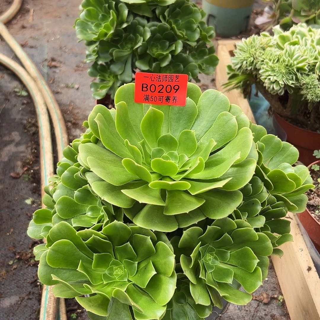 209多肉植物？绿羊绒