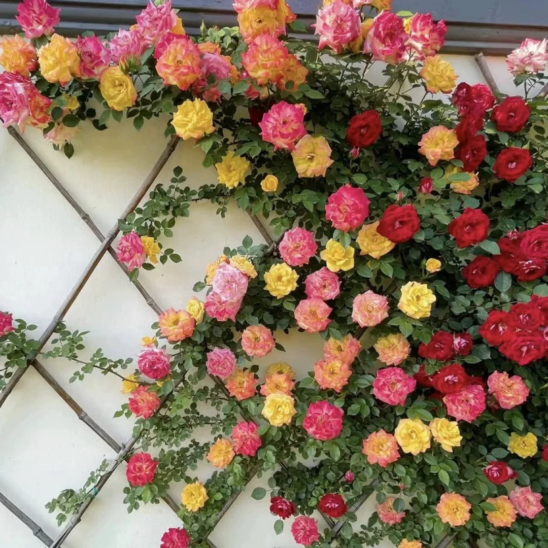 藤彩虹藤本月季花苗盆栽爬藤植物四季开花卉庭院玫瑰蔷薇爬墙两盆