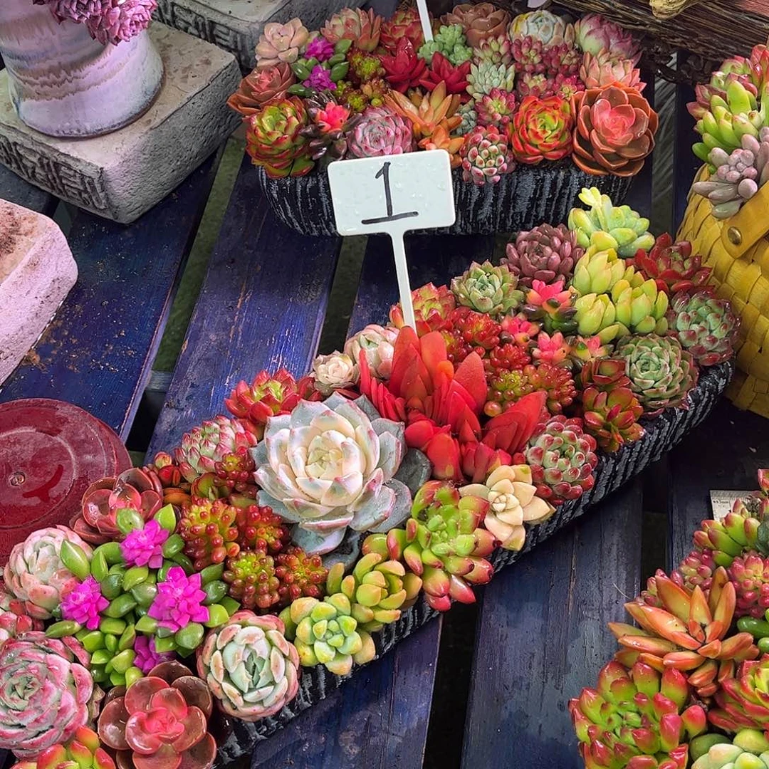 大长条多肉植物盆栽