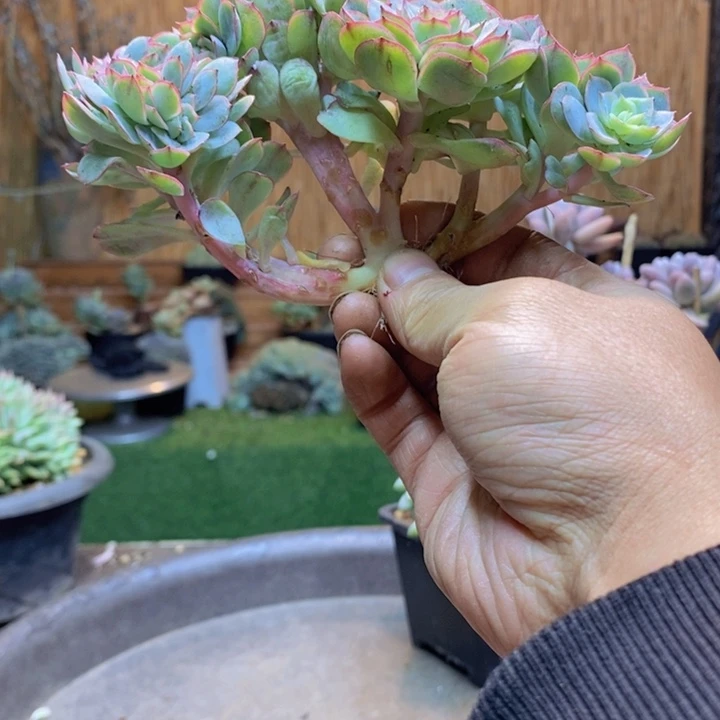 小***灰219号牡丹亭多肉植物