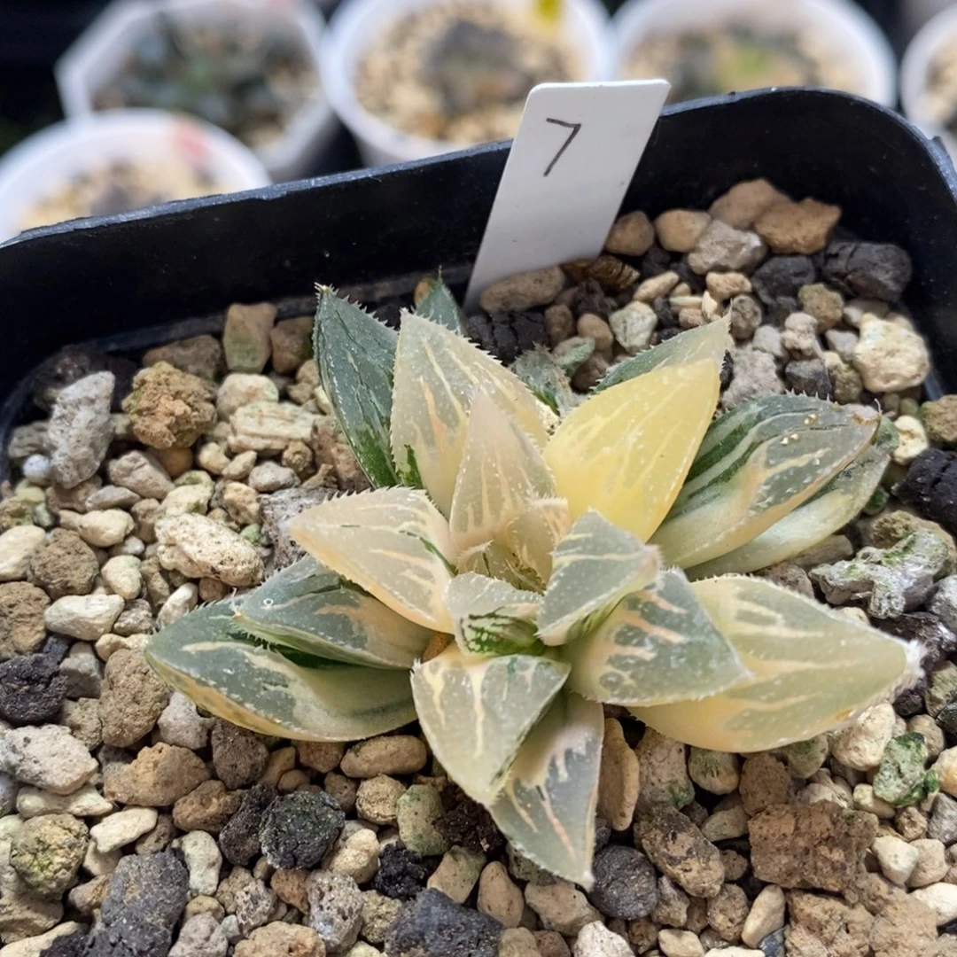 不开花植物7冰沙糖