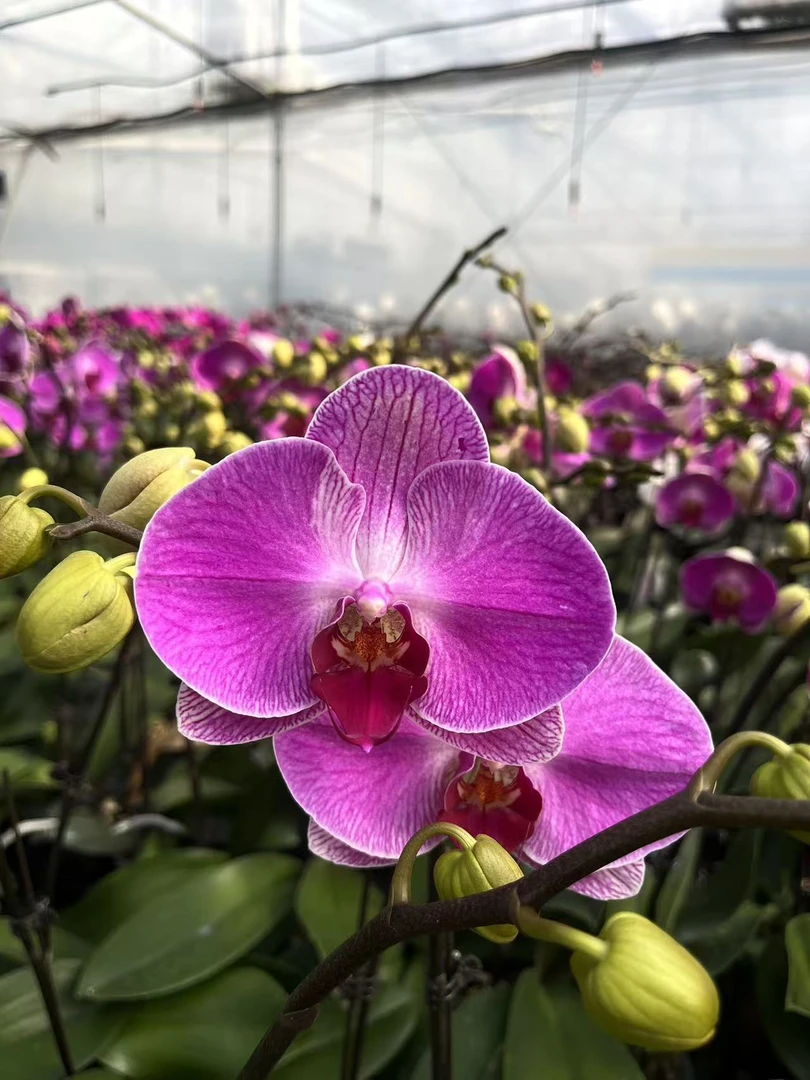 【绝美情人二号】蝴蝶兰带花苞优雅有档次好养室内乔迁【澧兰汀专属】