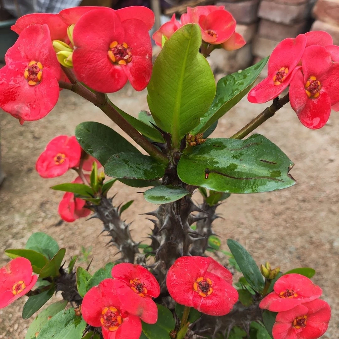 铁海棠 大老桩 大红大花大叶庭院落地盆栽植物虎刺梅特大号耐高温