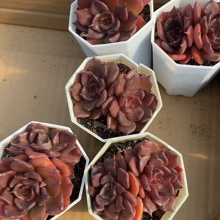 双头黑饺子带盆土发