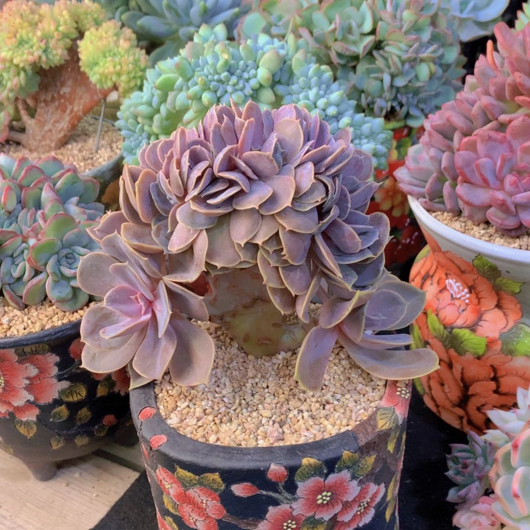 精品多肉植物花卉盆栽花卉
