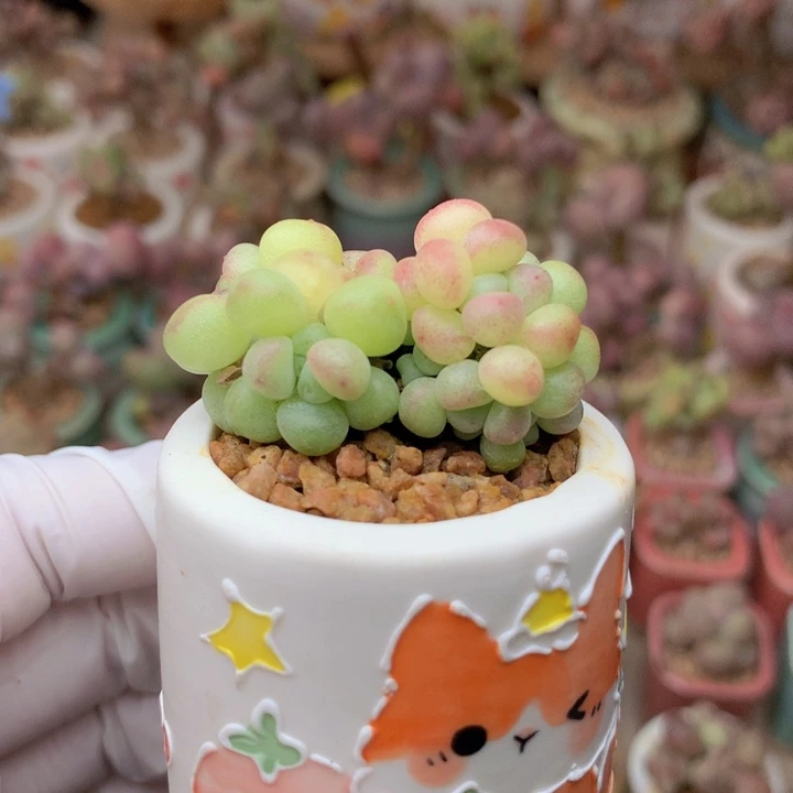 萤火虫奶酪 小灯泡 脑袋多多 潜力股