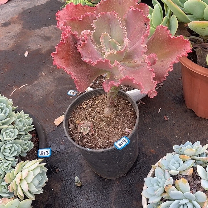 814蕾丝公主 一物一拍多肉