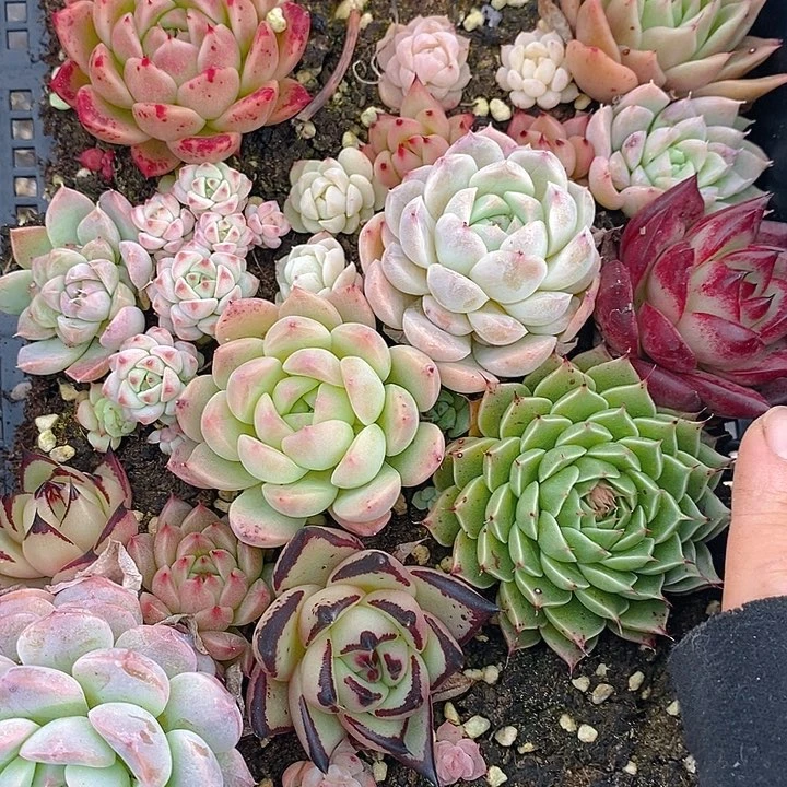 49 多肉植物盆栽花卉植物