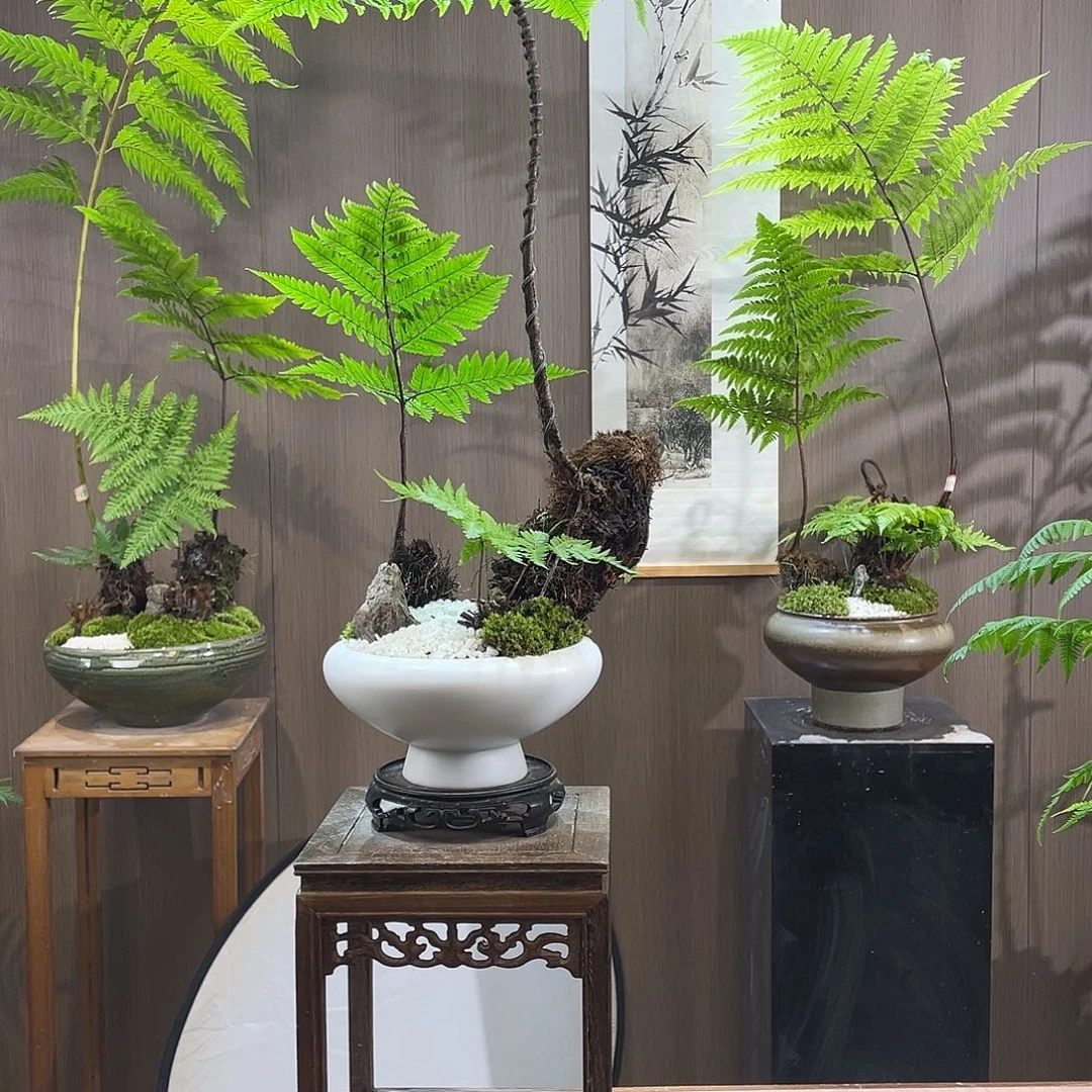 【闪购商品】珍****·蕨类