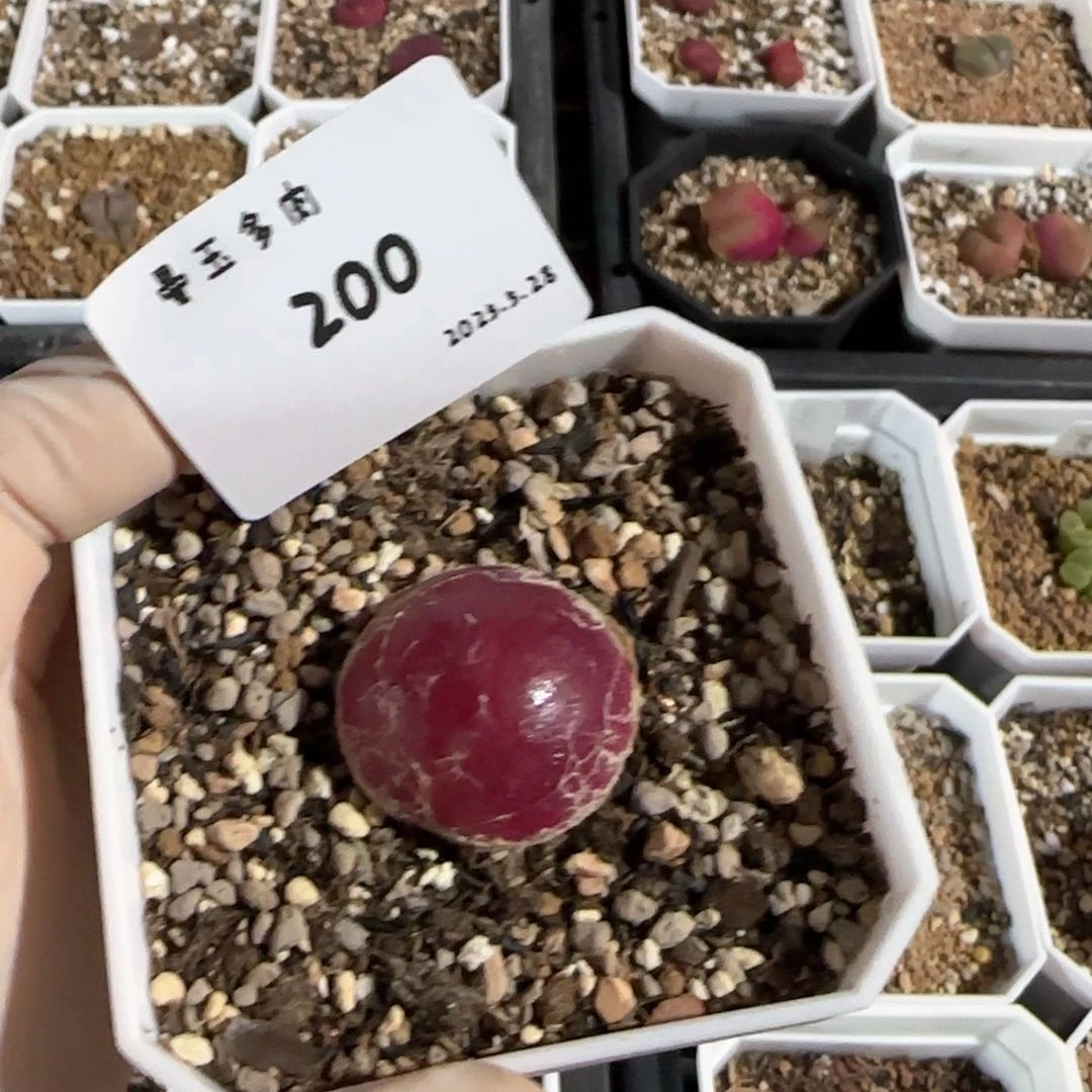 希**希多肉多肉放5.28-200