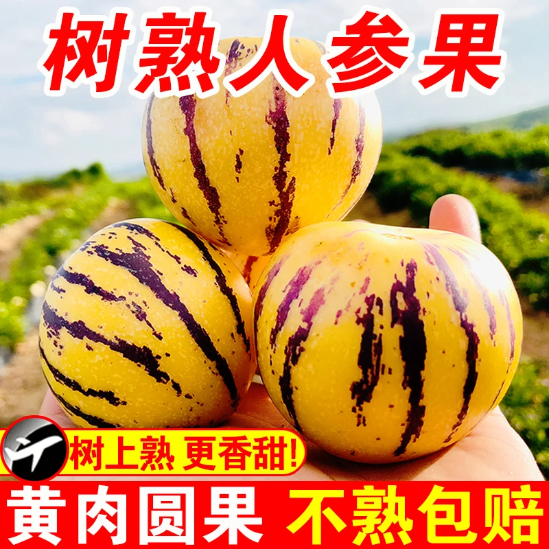 s云南石林树上熟黄肉圆果果新鲜清甜多汁当季水果人生果
