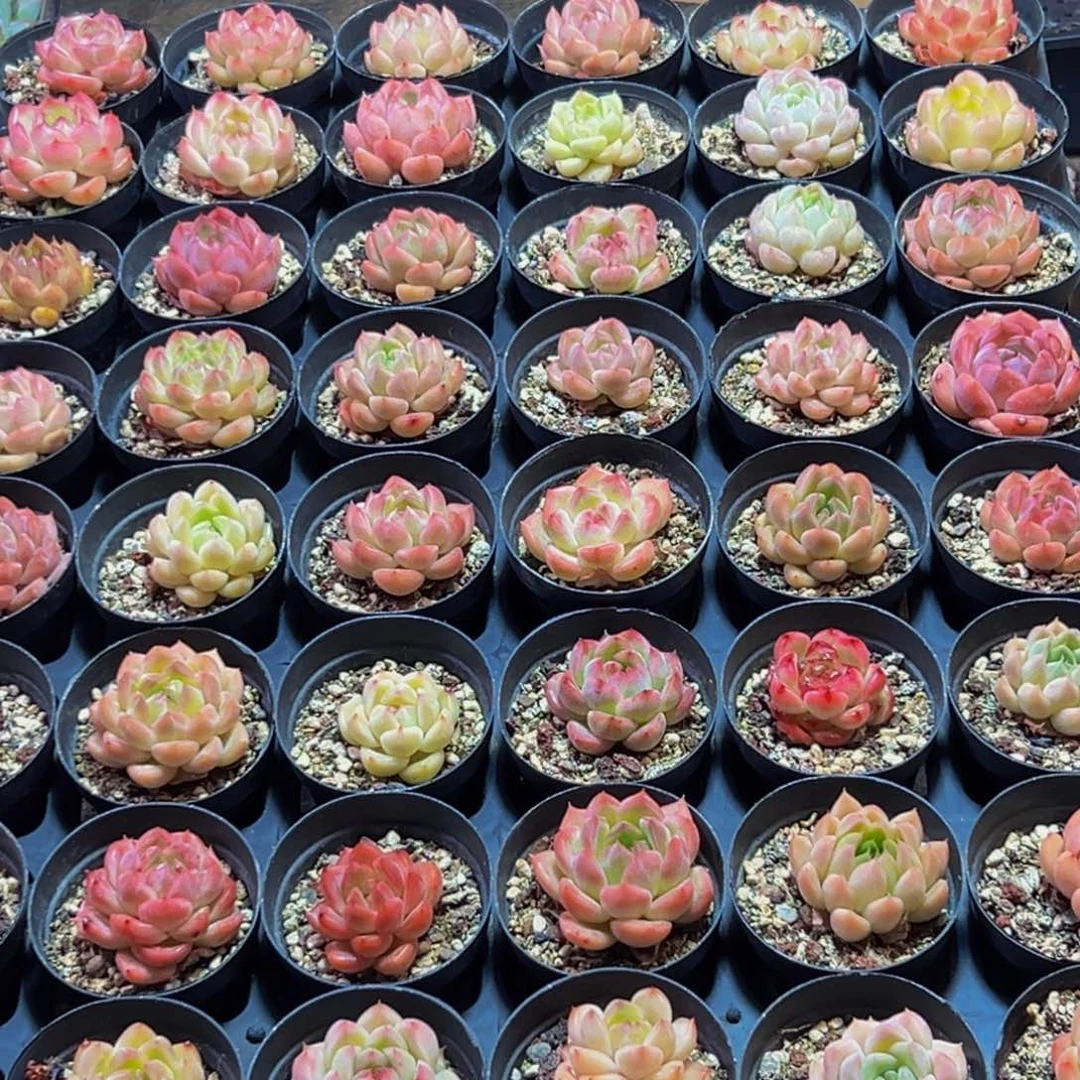 057多肉的小龙虾和一个小