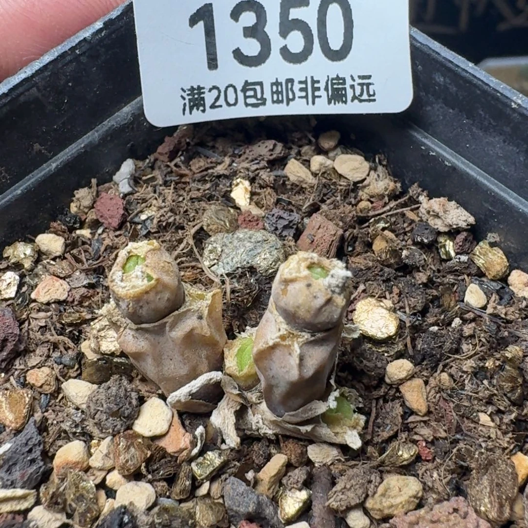 碧光环              带盆土
