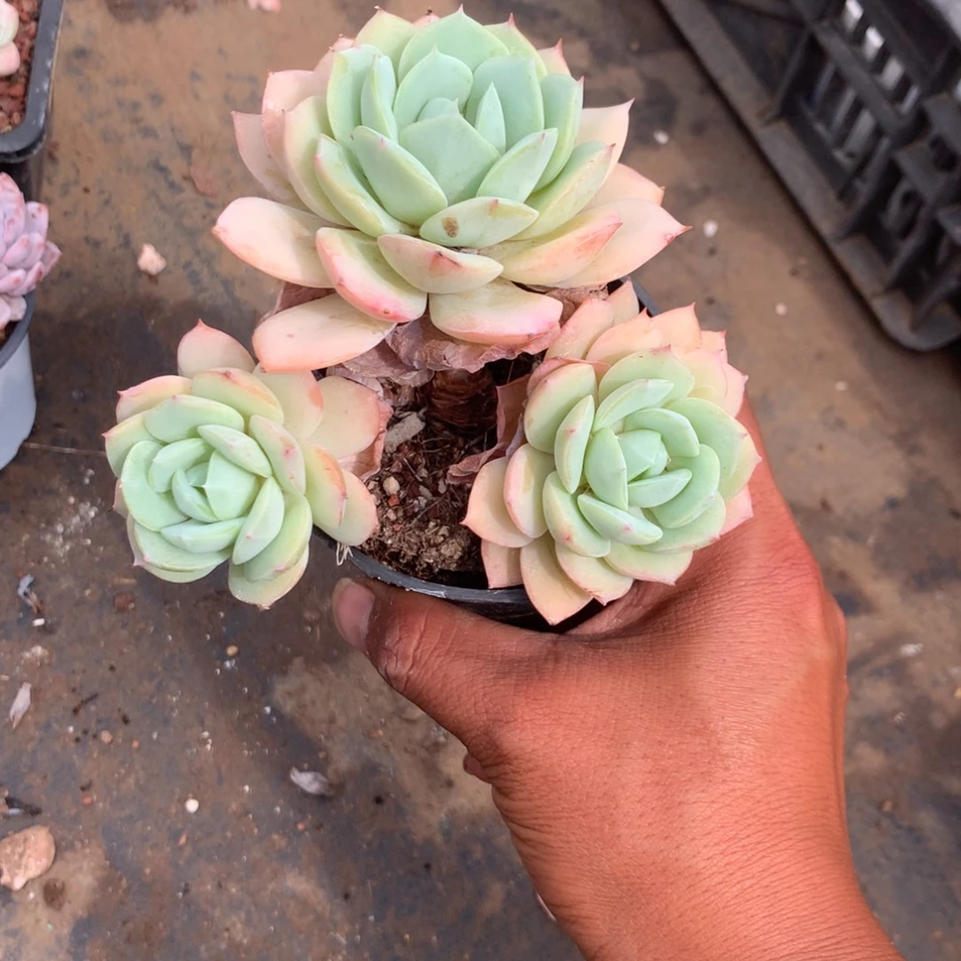 我们的产品也越来越难做到品质