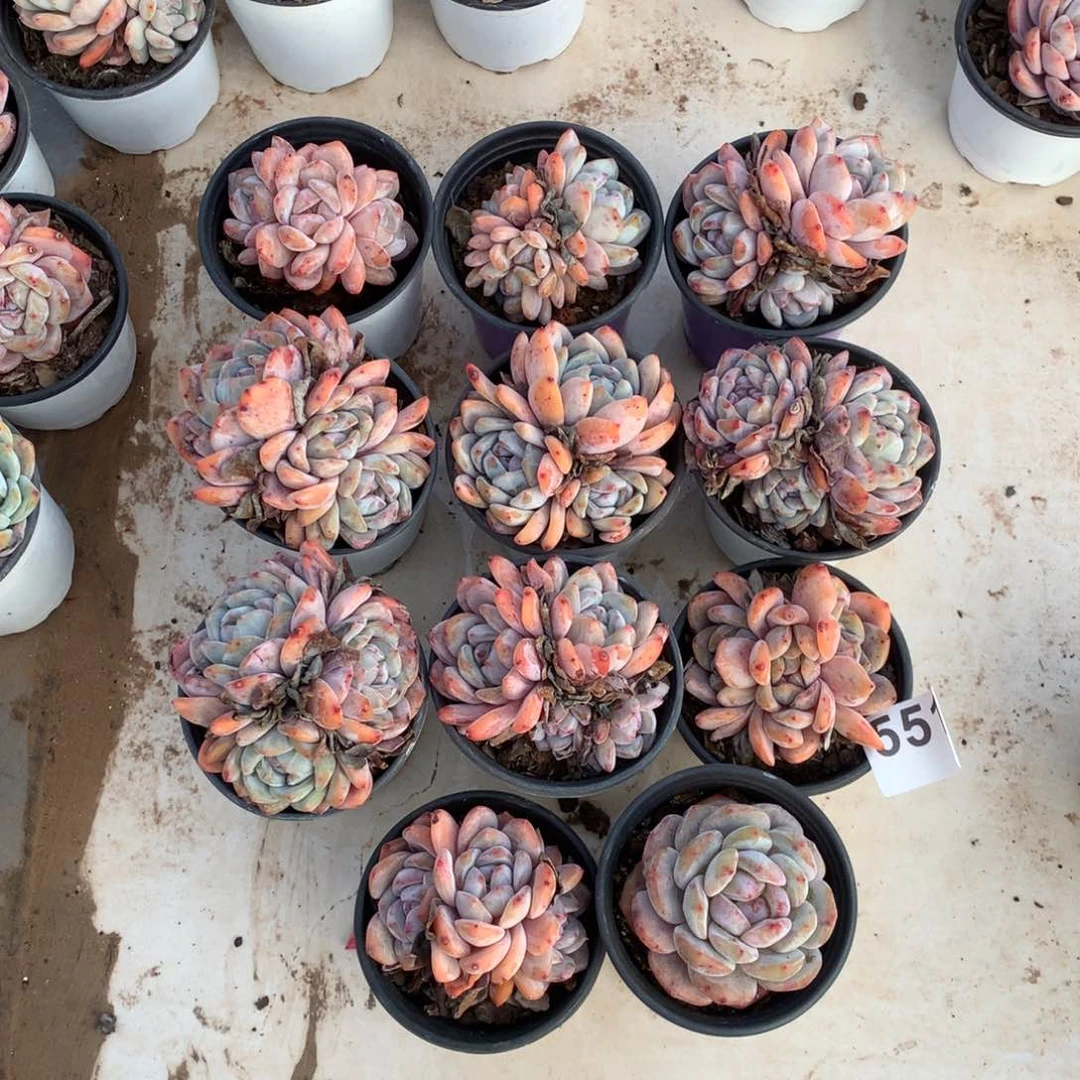 551橙子多肉植物组合