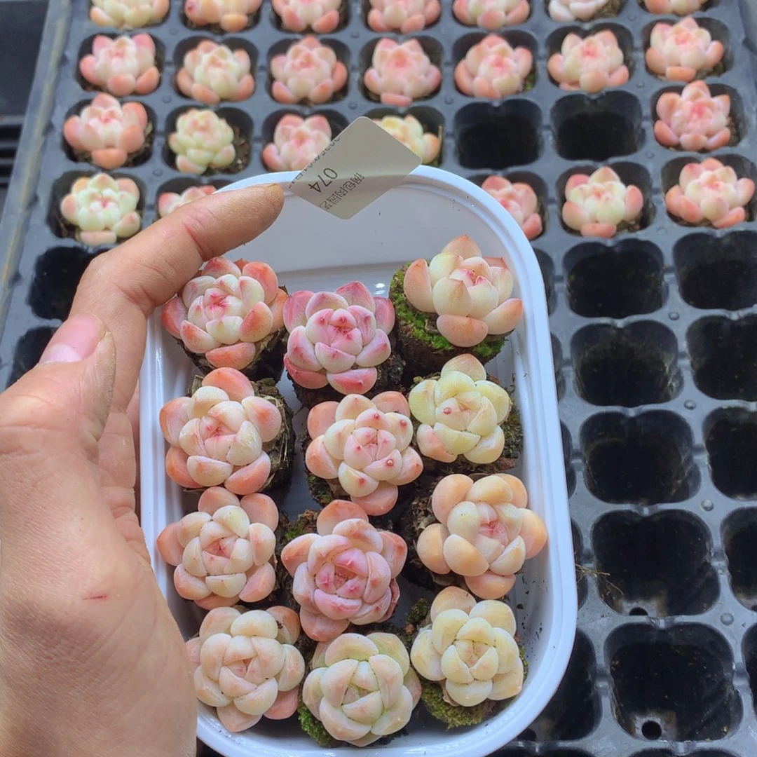 反反复复还是很开心074