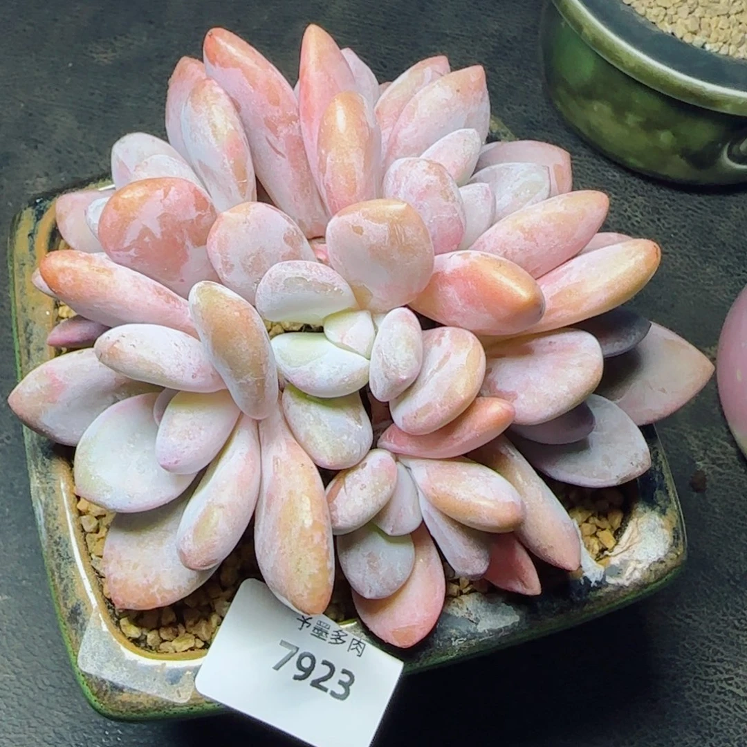 粉兔群，7923多肉植物