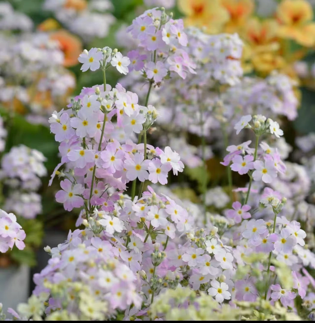 彩云报春冬季开花耐寒盆栽耐寒羽叶营养土报春花卉易养发货带花花