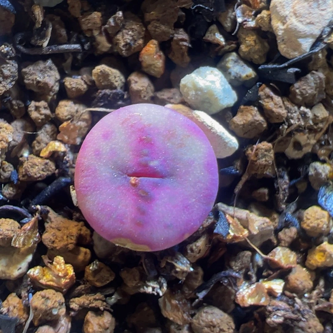 402多肉植物百科知识