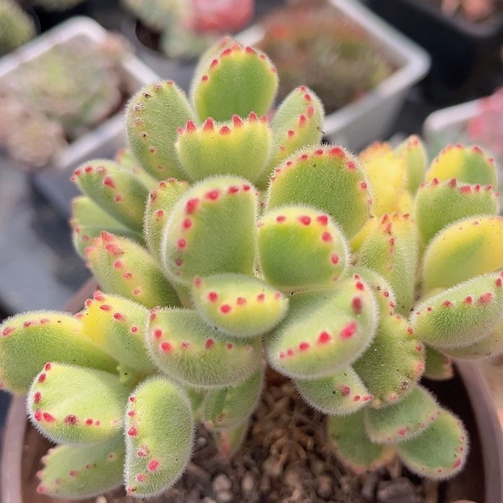 白熊2401多肉植物