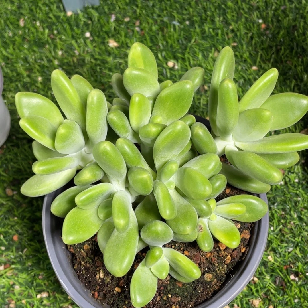 谁***堡kk美人多肉植物123