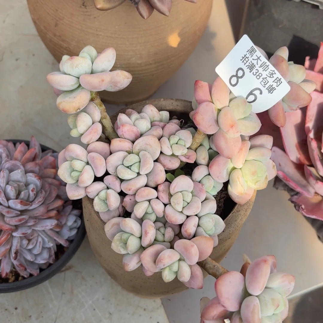 猫***在黑大帅多肉86洛神