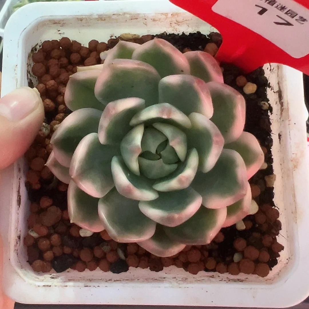 17号琉璃盏锦多肉植物